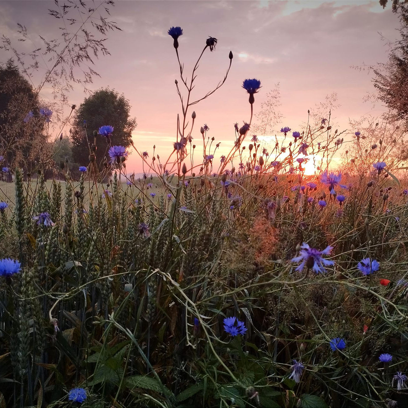 Krajobraz o wschodzie słońca